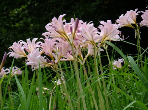 アガパンサスの育て方 植え替え 株分け時期はいつ 花が咲かない原因は 楽して楽しむガーデニング