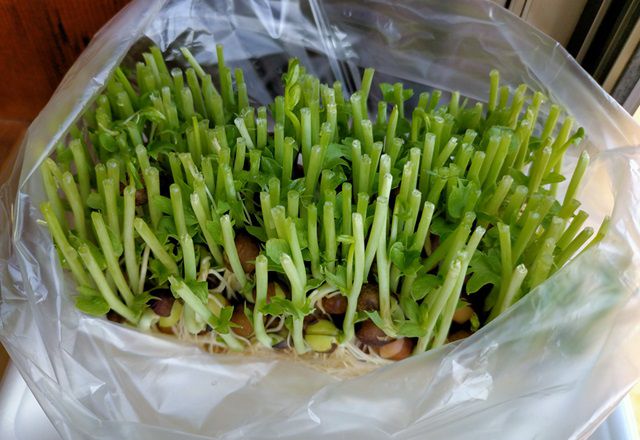 豆苗の再生栽培