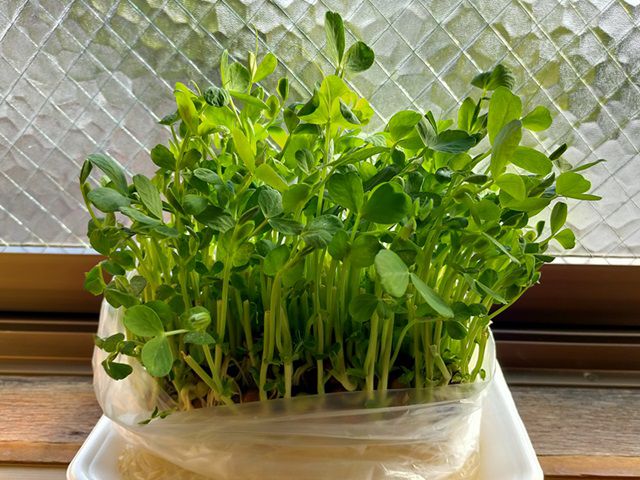 豆苗の再生栽培1週間後
