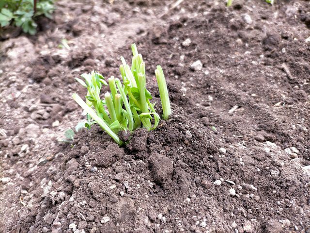 豆苗を根ごと植え付け