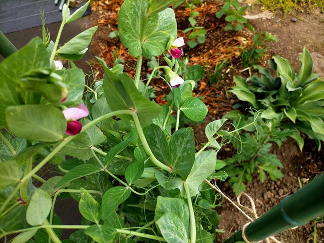 エンドウ豆の花が咲く