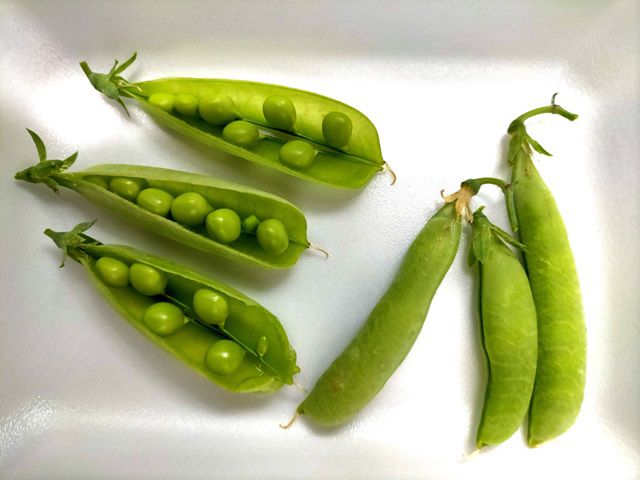 収穫したエンドウ豆