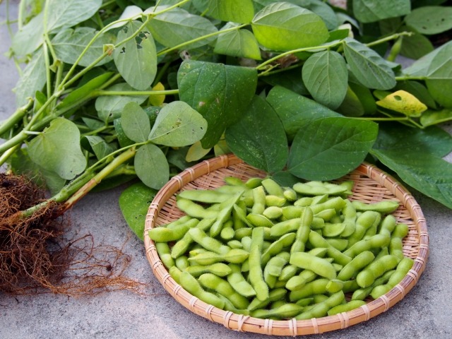 エダマメ 枝豆 の特徴と育て方 実がつかない原因と対処法まとめ 楽して楽しむガーデニング