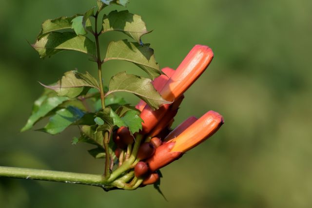 ノウゼンカズラの特徴と育て方 剪定時期と方法 花が咲かない原因は 楽して楽しむガーデニング