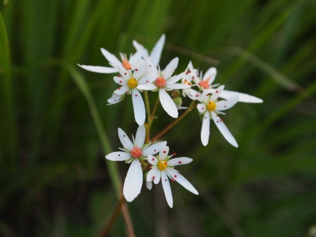 ダイモンジソウの花