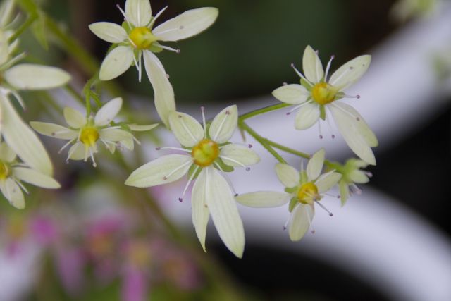 ダイモンジソウの花