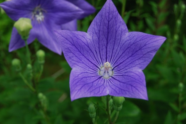 キキョウの花