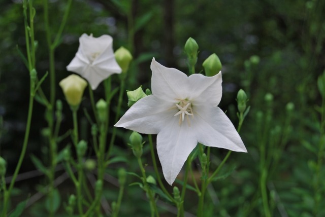 キキョウの白花