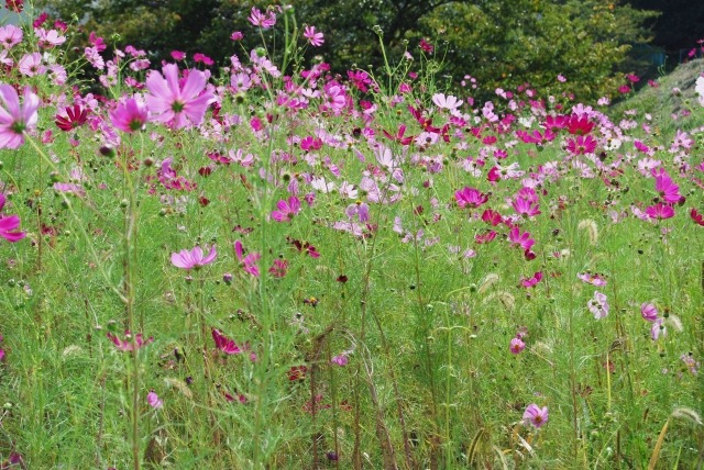 コスモスの草丈を抑える方法