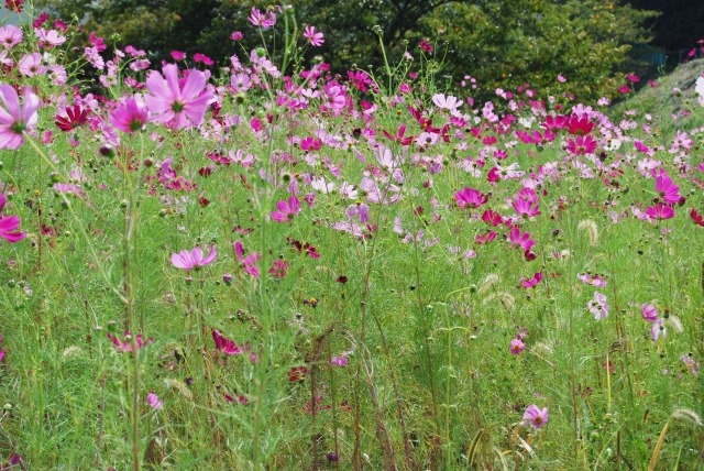 コスモスの草丈を抑える方法