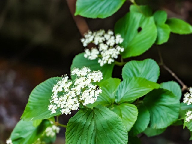 ガマズミの花