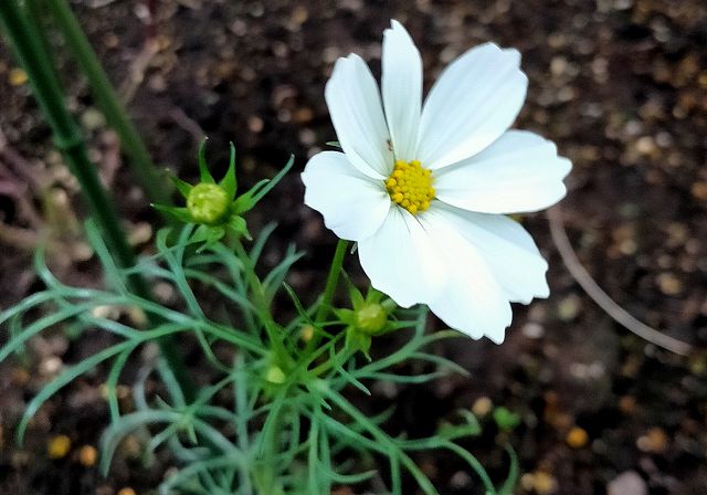 ミニコスモスの花