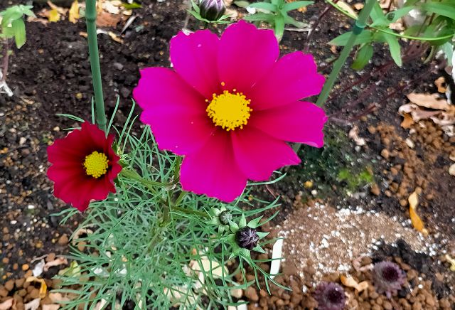 ミニコスモスの花