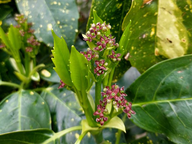 アオキの花