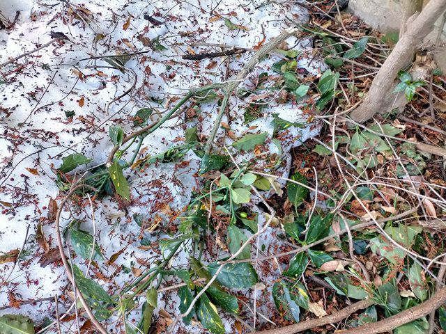 大雪で折れたアオキの枝