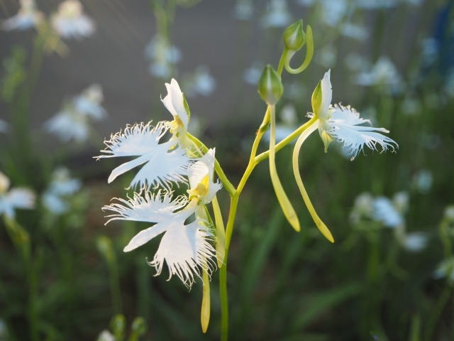 サギソウ 鷺草 の育て方 植え替え時期と方法は 楽して楽しむガーデニング