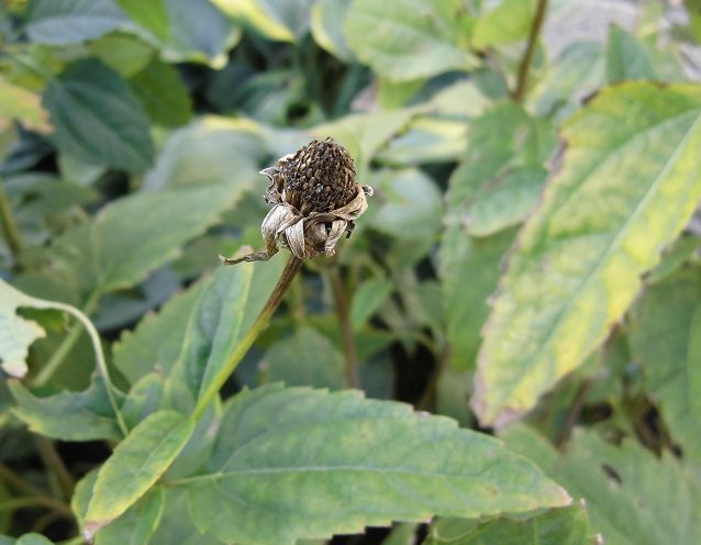 ルドベキアの花びらが枯れた後