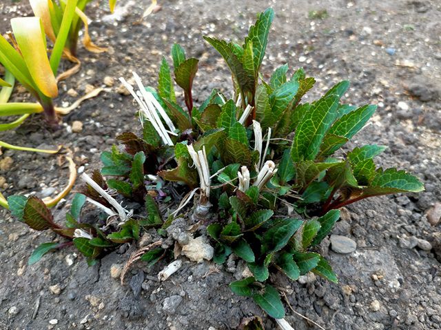 ルドベキア タカオの新芽