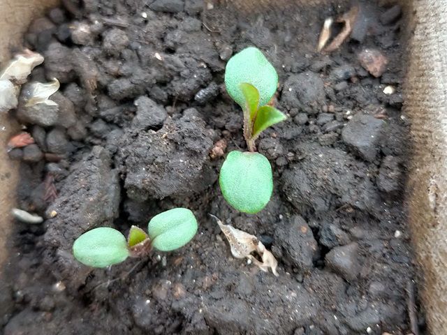 発芽したルドベキア