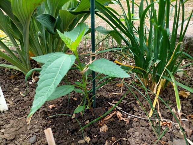 発芽したルドベキア