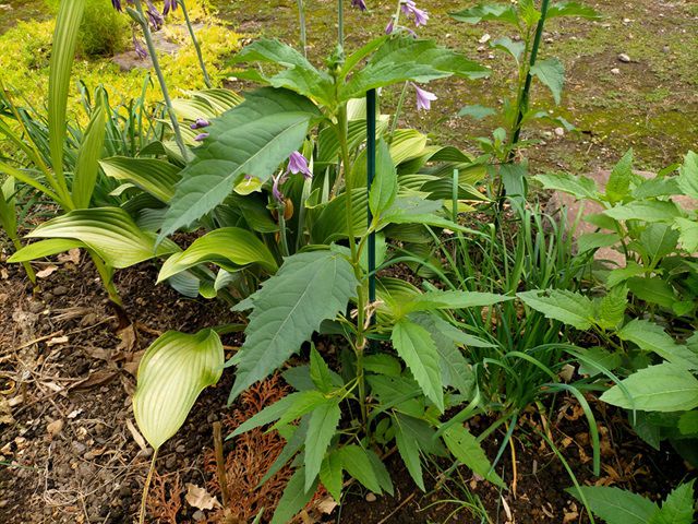 発芽したルドベキア