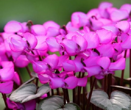 原種シクラメンの特徴と品種 育て方 花が咲かない原因は 楽して楽しむガーデニング