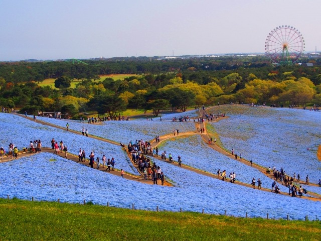 国営ひたち海浜公園みはらしの丘