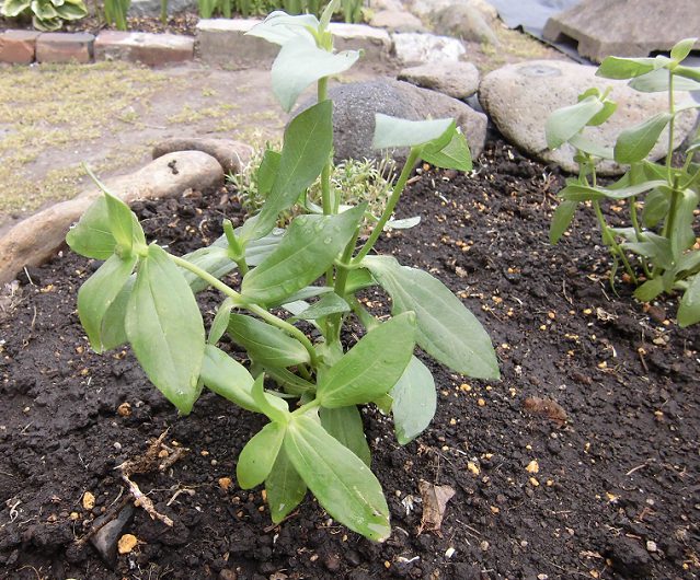 百日草の苗を地植え