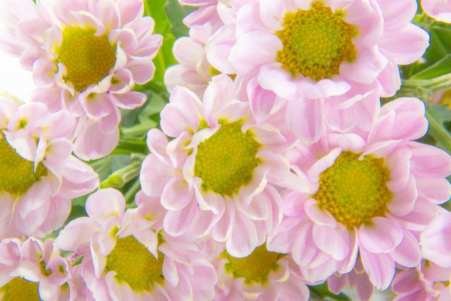 スプレーマム スプレー菊 の特徴と育て方 お盆の仏花用 8月咲スプレーマムの栽培記録 楽して楽しむガーデニング