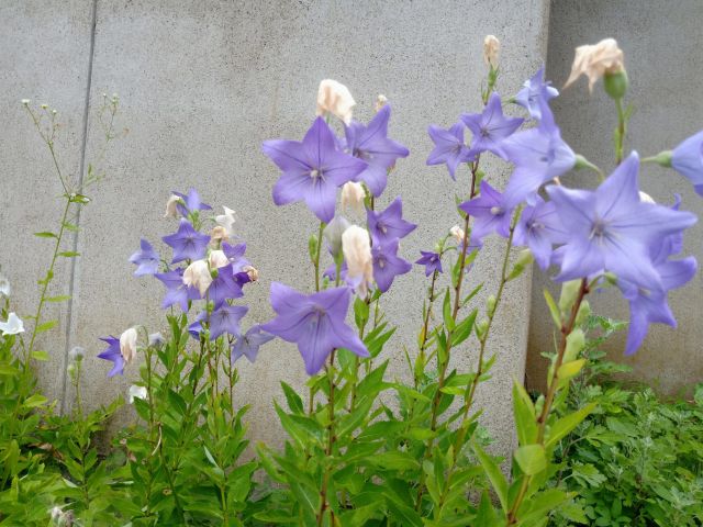 地植えのキキョウ