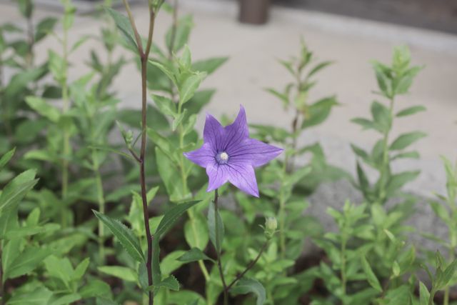 キキョウの花