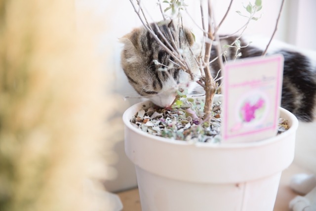 猫と鉢植え