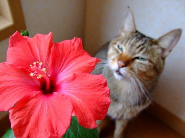 猫と花