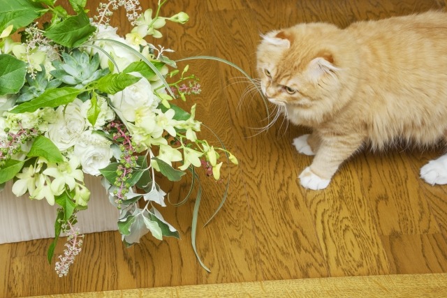 鉢植えを吊るして猫のイタズラから守る 猫にとって危険な植物も知っておこう 楽して楽しむガーデニング