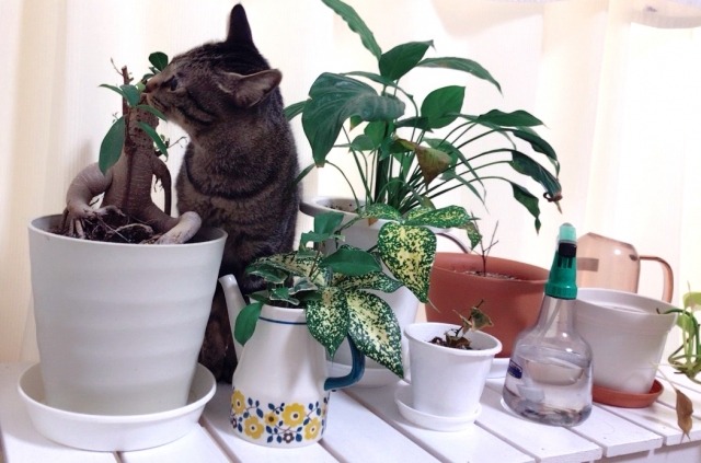 猫と植物