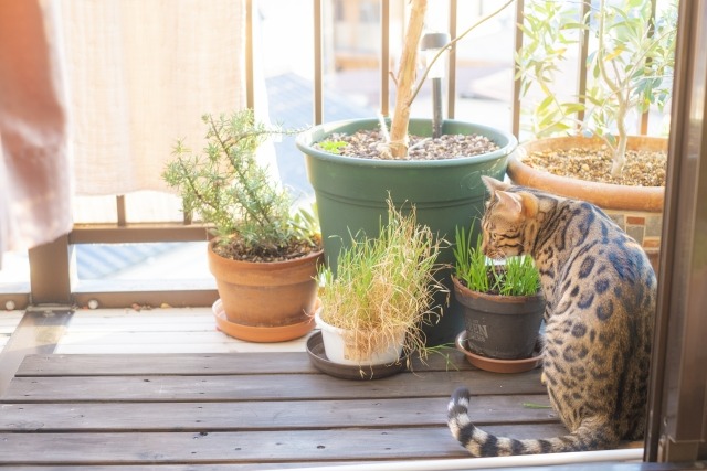 猫と鉢植え