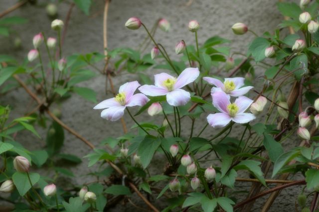 クレマチス(モンタナ系)の花