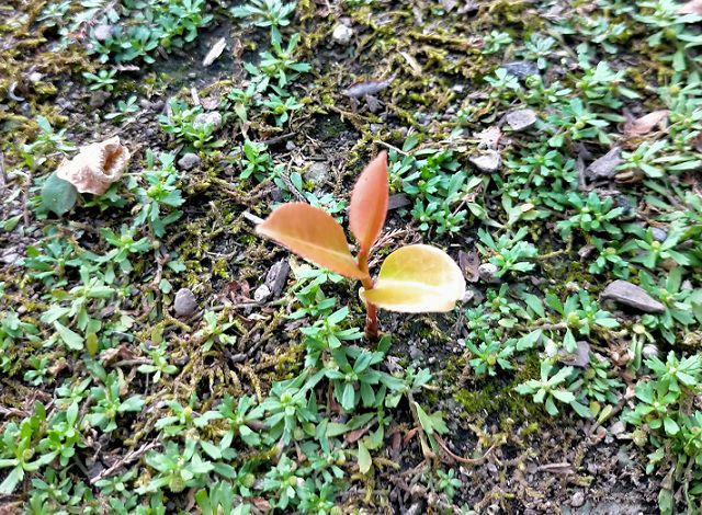 こぼれ種から発芽したツバキ