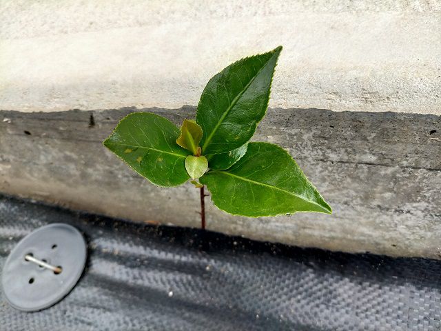 こぼれ種から発芽したツバキ