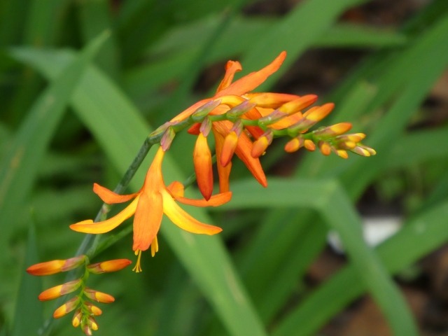 モントブレチア（クロコスミア）の花