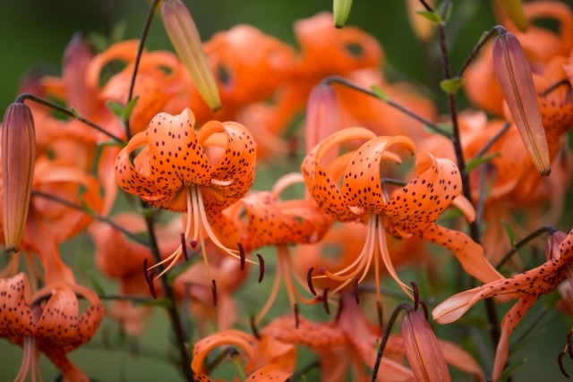 オニユリ 鬼百合 の特徴と育て方 栽培記録 ムカゴの植え付けから開花まで 楽して楽しむガーデニング