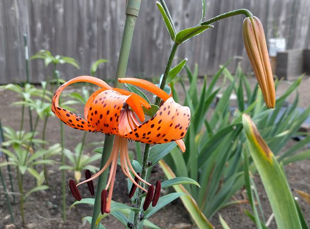 オニユリの花