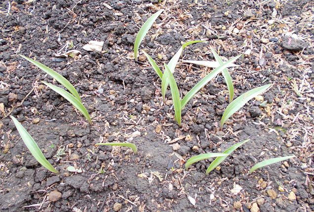 オニユリ 鬼百合 の特徴と育て方 栽培記録 ムカゴの植え付けから開花まで 楽して楽しむガーデニング