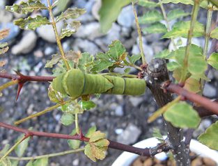 アゲハチョウの幼虫