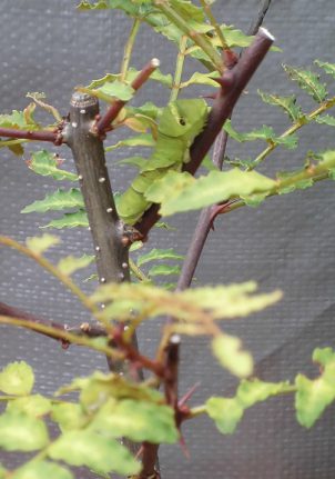 アゲハチョウの幼虫