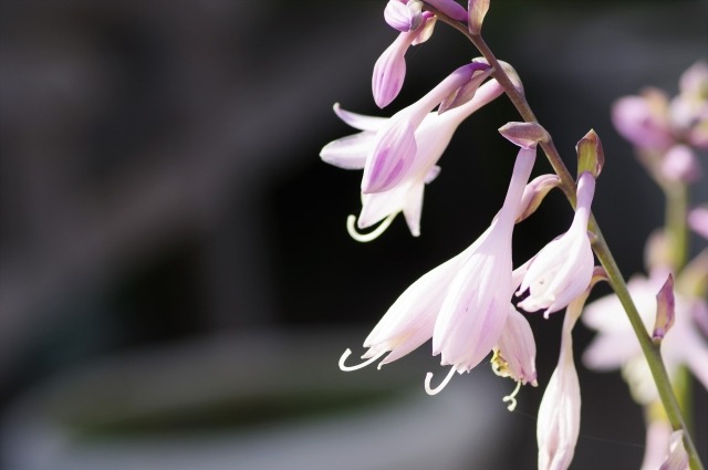 ギボウシの芽が出ない 芽吹きの時期はいつ 栽培記録 楽して楽しむガーデニング