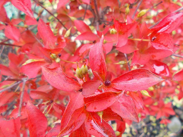 紅葉したドウダンツツジ