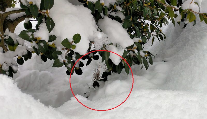 雪に埋もれたドウダンツツジ