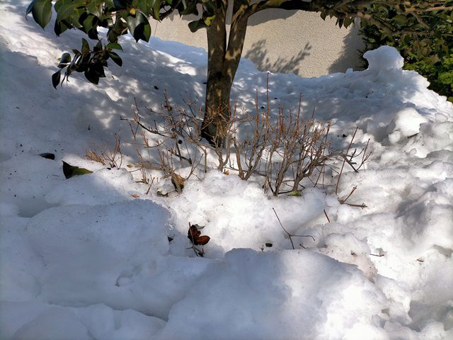 雪に埋もれたドウダンツツジ
