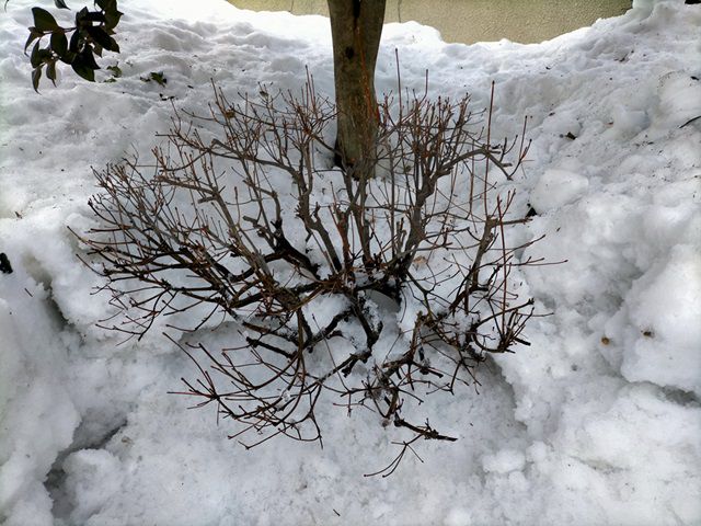 ドウダンツツジを雪から掘り出す